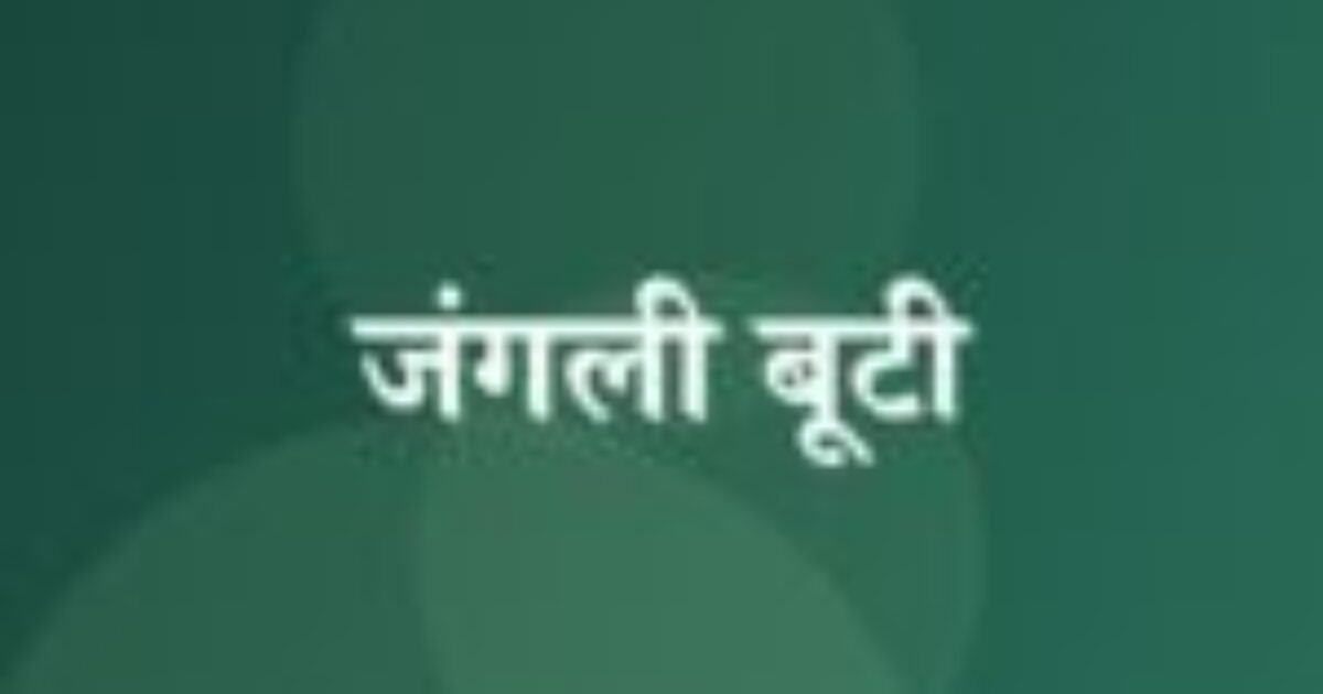 जंगली बूटी (featured image) जंगली बूटी