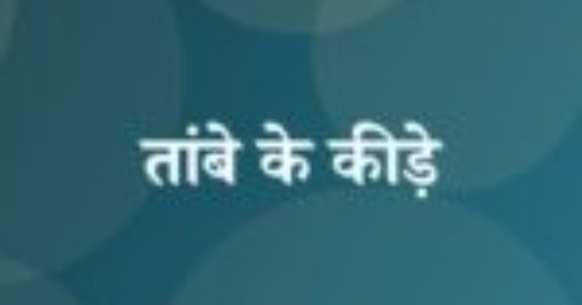 तांबे के कीड़े (featured image) तांबे के कीड़े