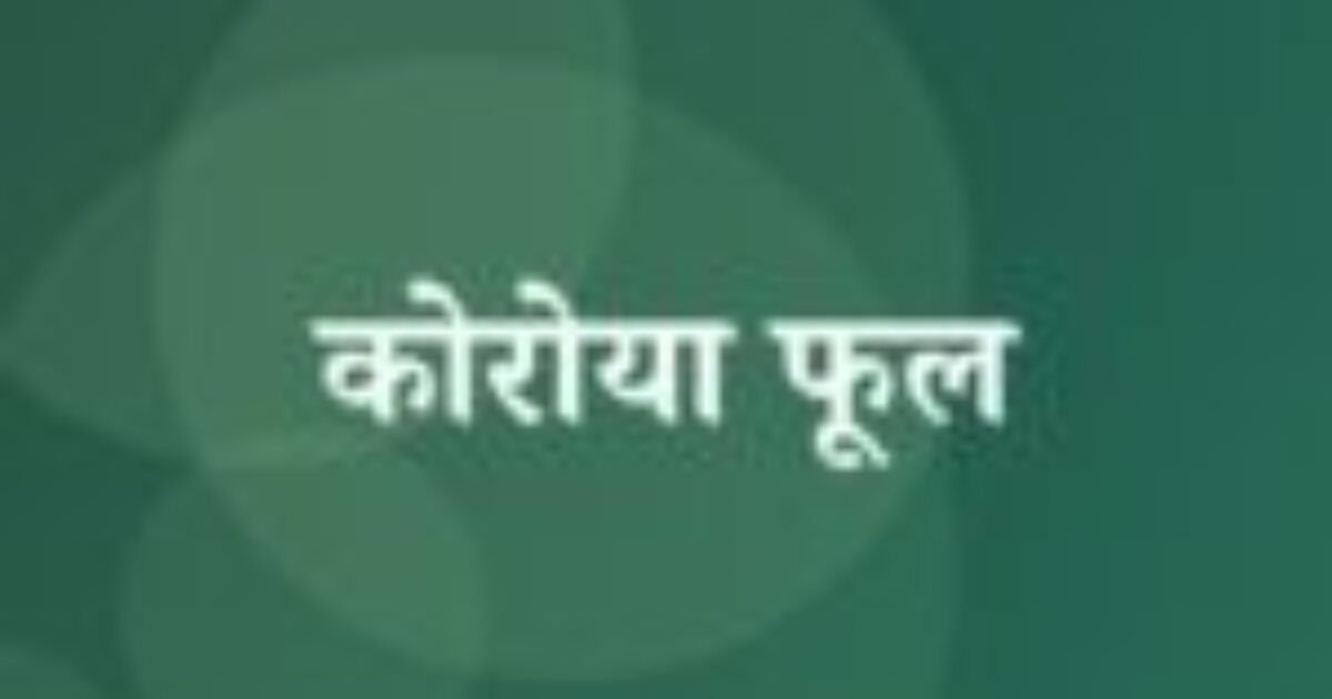 कोरोया फूल (featured image) कोरोया फूल